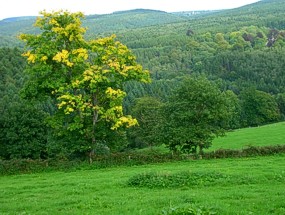 Bois de Harre